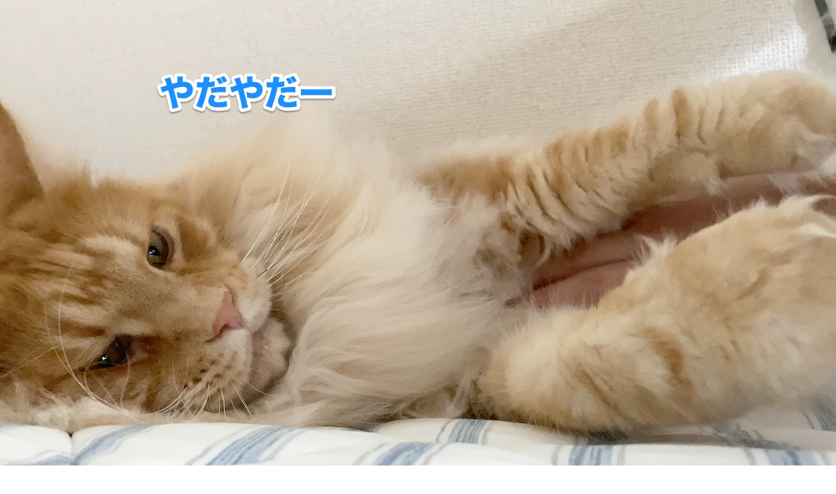f:id:chikojirou:20200708212839j:plain