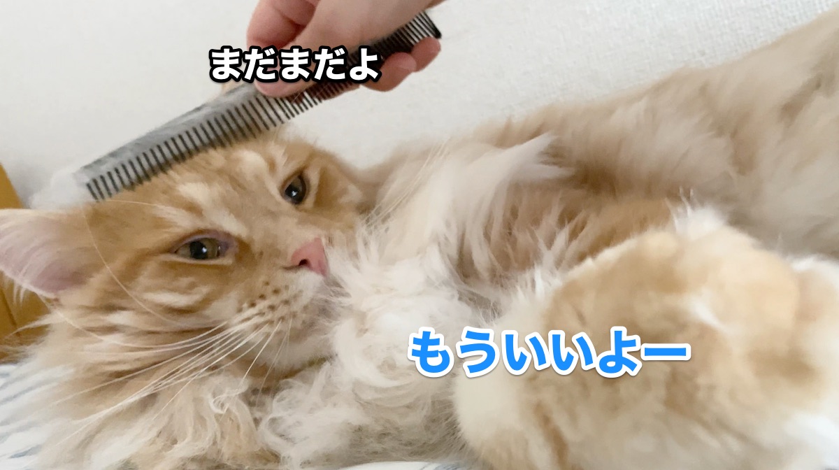 f:id:chikojirou:20200708212843j:plain