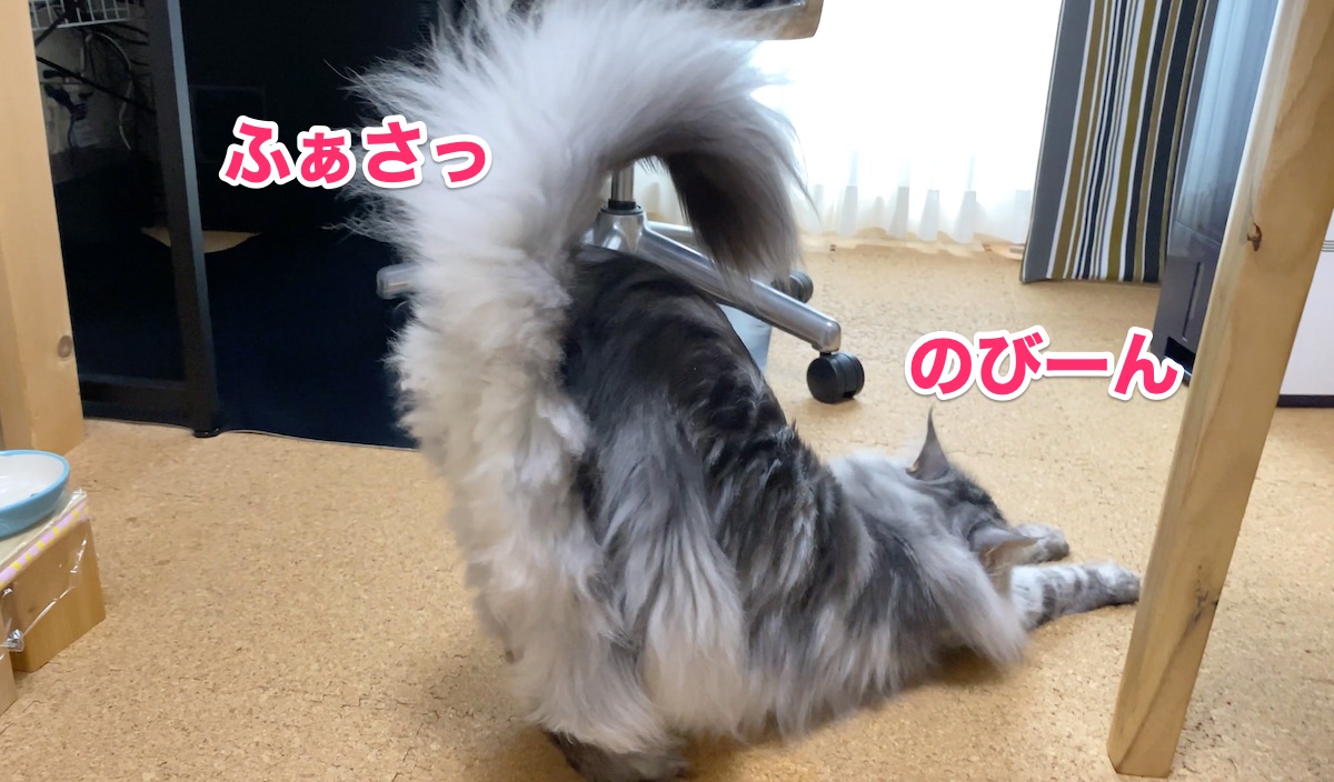 f:id:chikojirou:20200708212850j:plain