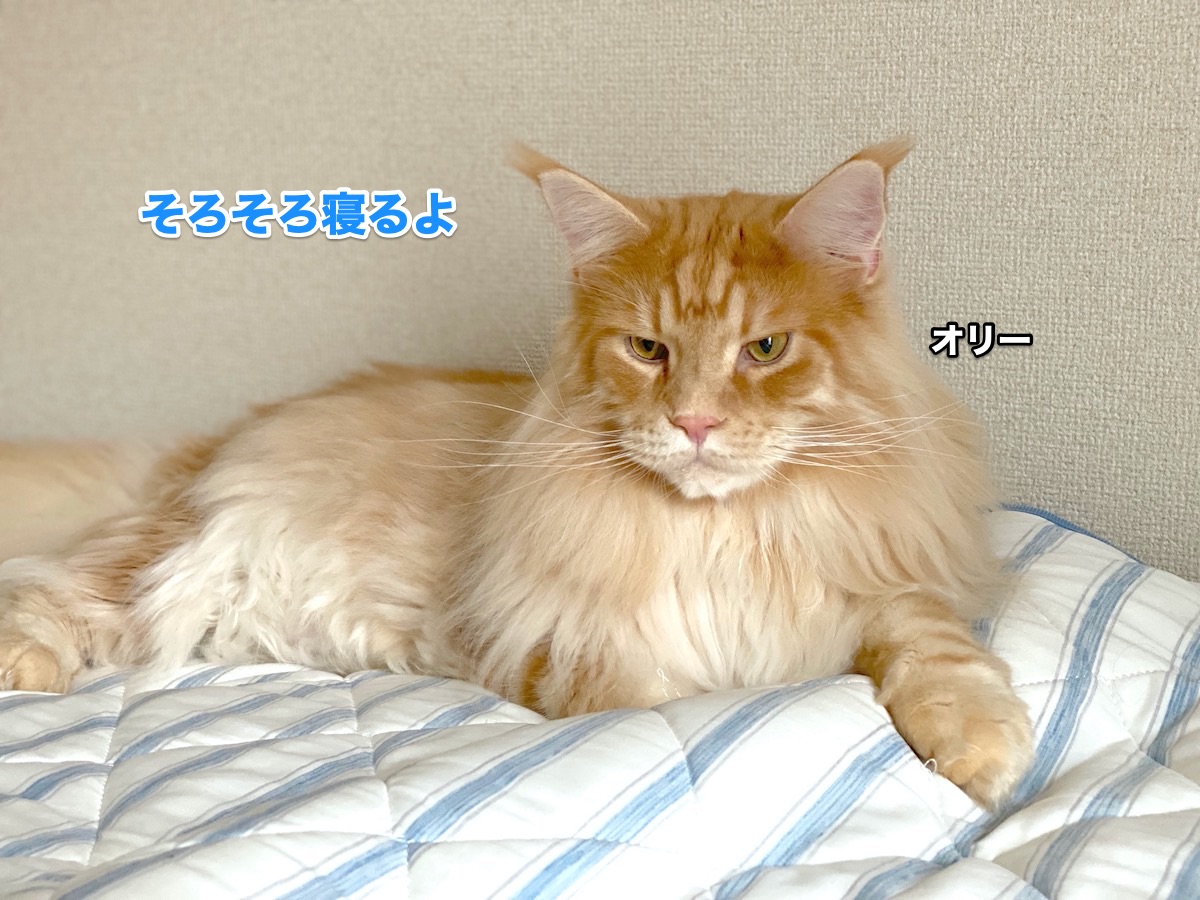 f:id:chikojirou:20200709203621j:plain