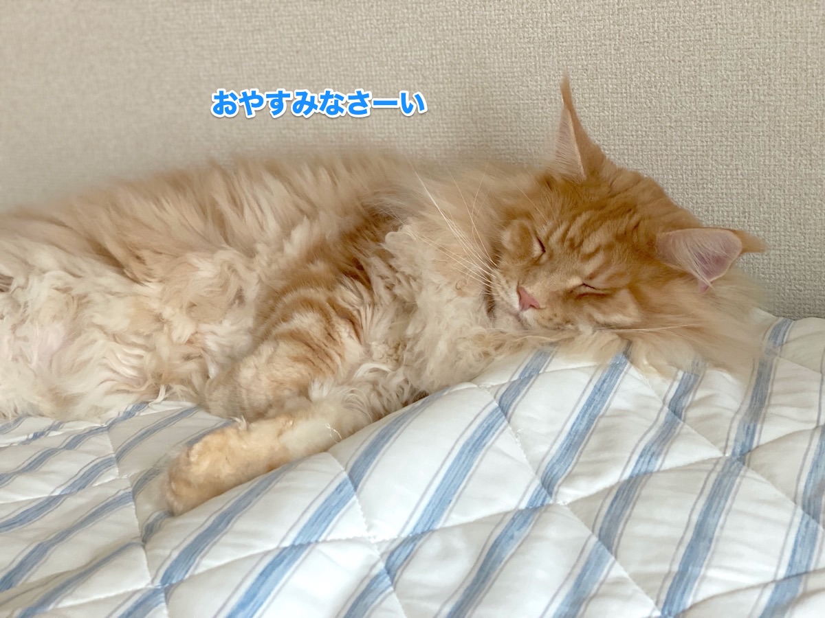 f:id:chikojirou:20200709203625j:plain
