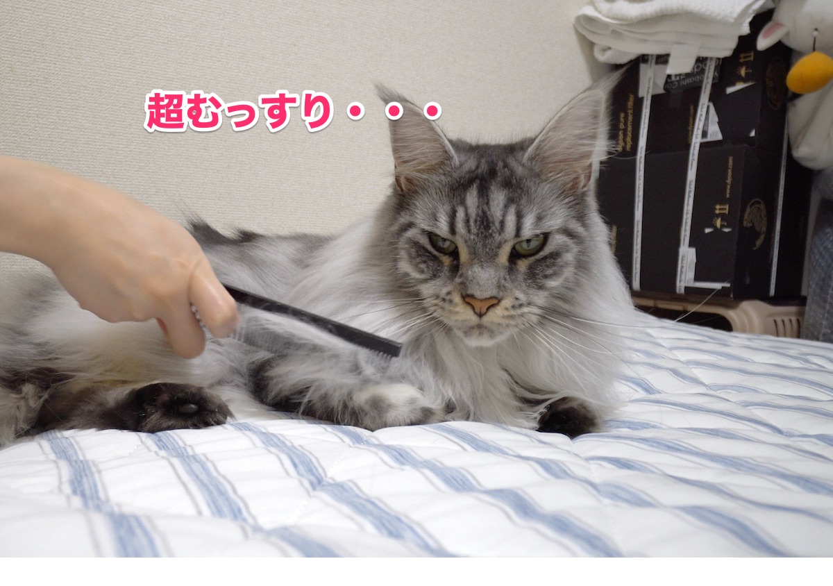 f:id:chikojirou:20200710215847j:plain