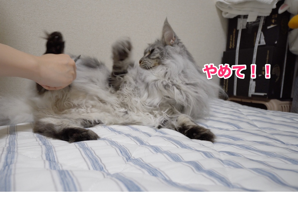 f:id:chikojirou:20200710215851j:plain