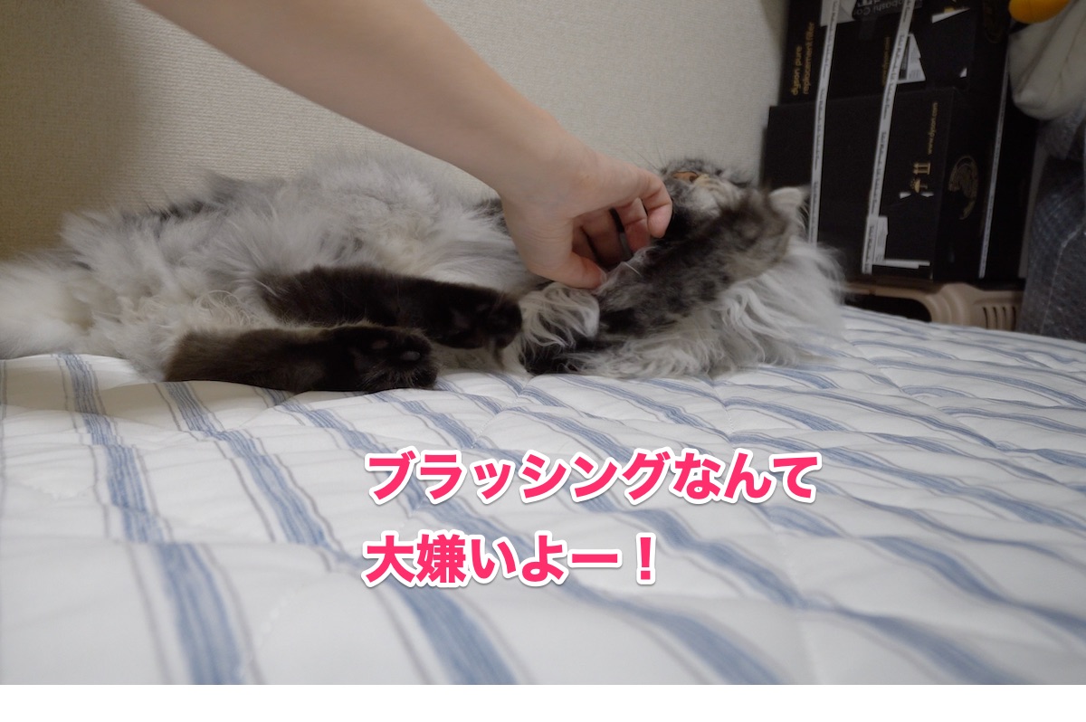 f:id:chikojirou:20200710215854j:plain