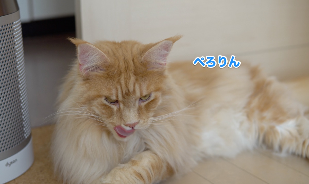 f:id:chikojirou:20200710215857j:plain