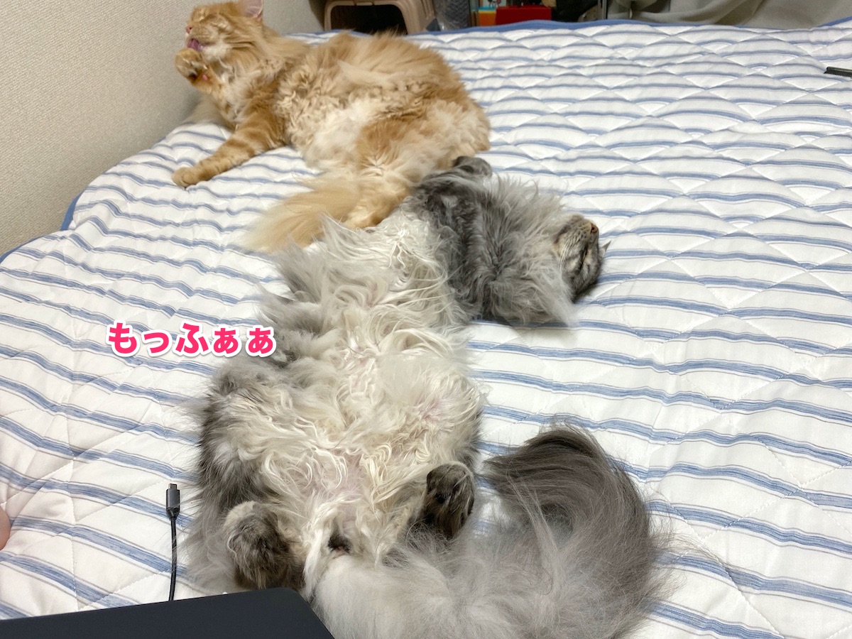 f:id:chikojirou:20200710215909j:plain