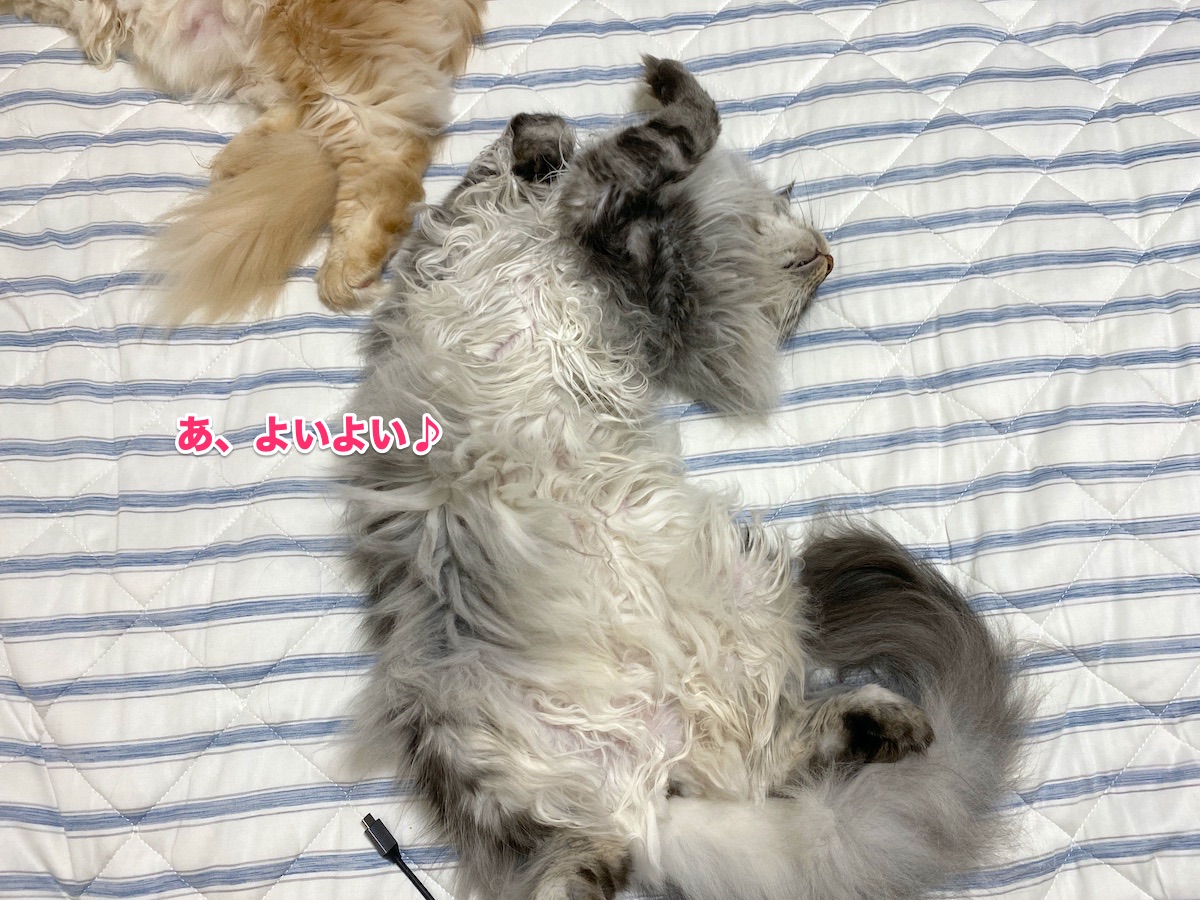 f:id:chikojirou:20200710215917j:plain