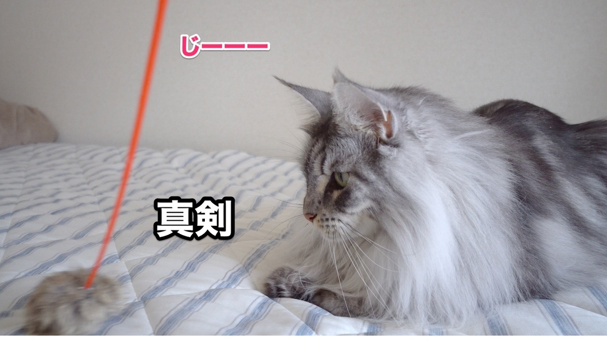 f:id:chikojirou:20200711223927j:plain f:id:chikojirou:20200711223927j:plain