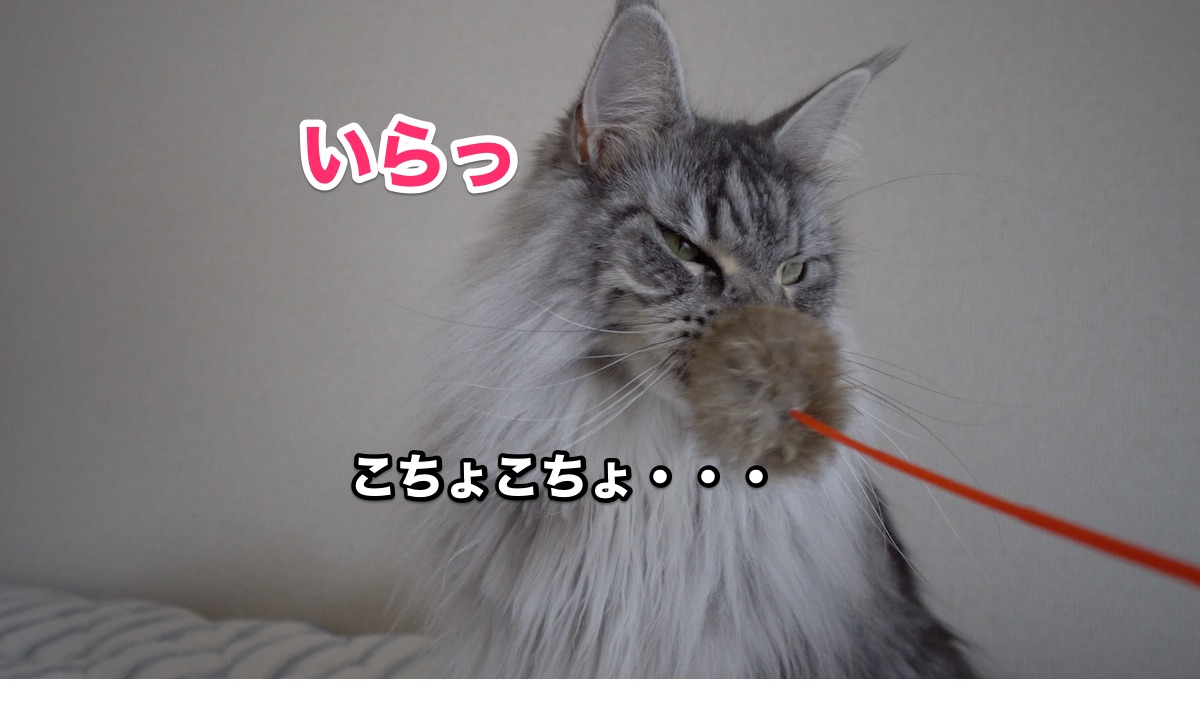 f:id:chikojirou:20200711223930j:plain f:id:chikojirou:20200711223930j:plain