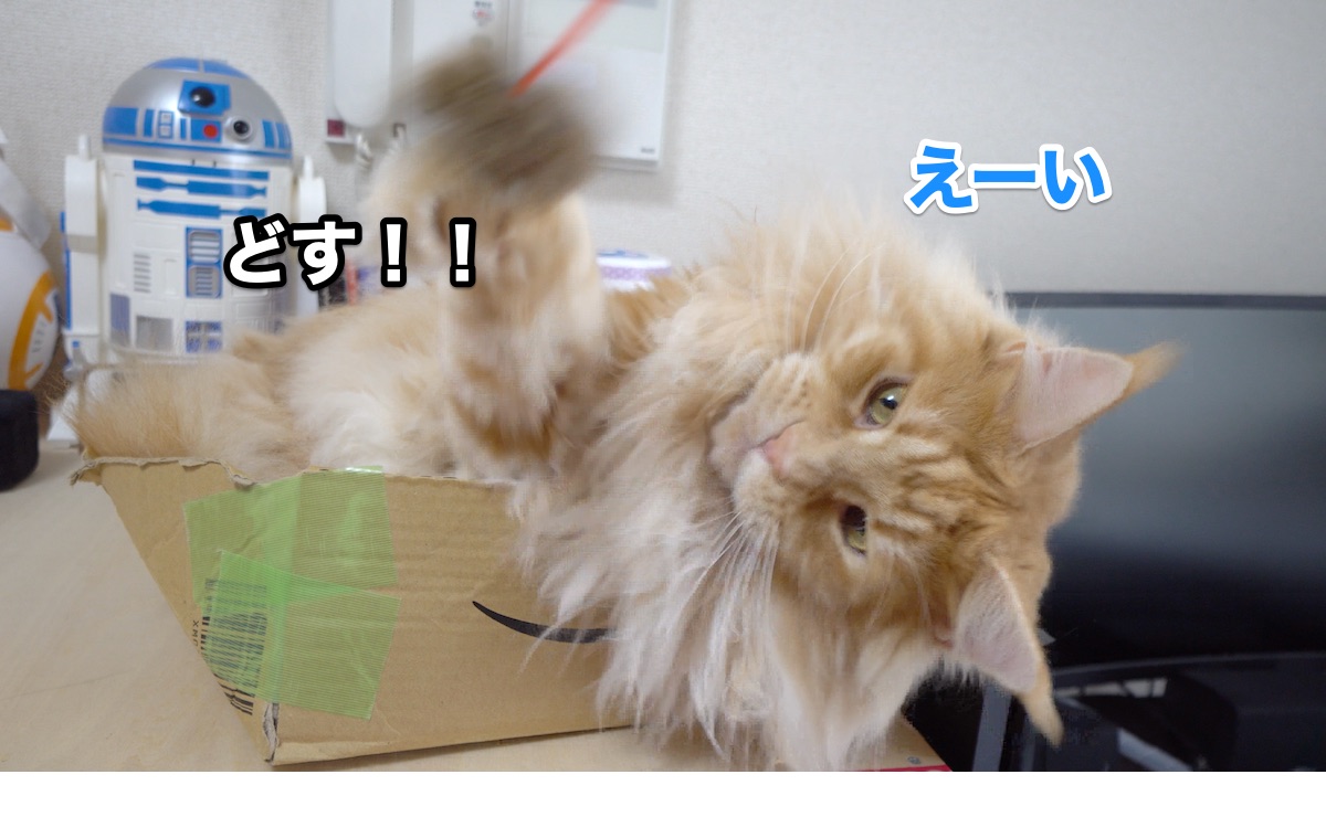 f:id:chikojirou:20200711223933j:plain f:id:chikojirou:20200711223933j:plain