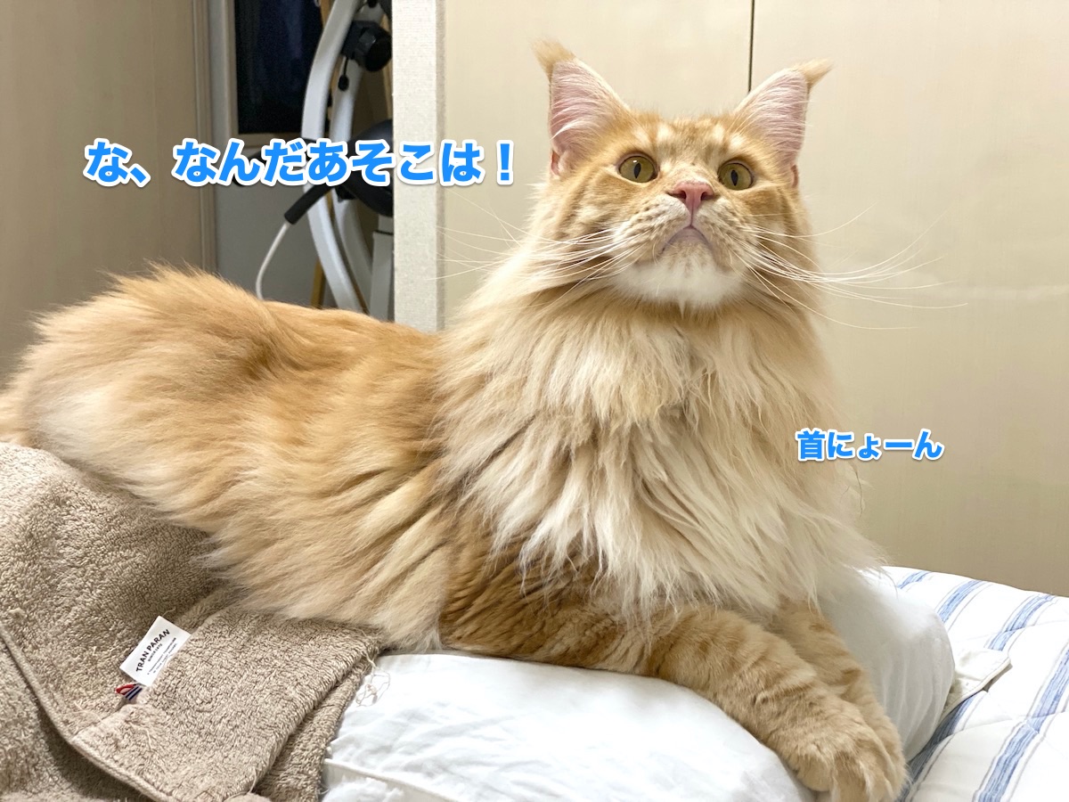 f:id:chikojirou:20200711223947j:plain f:id:chikojirou:20200711223947j:plain