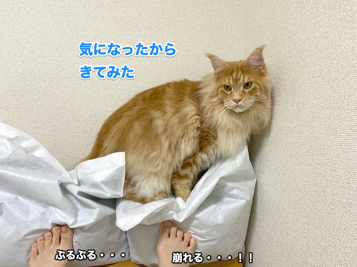f:id:chikojirou:20200711223950j:plain f:id:chikojirou:20200711223950j:plain