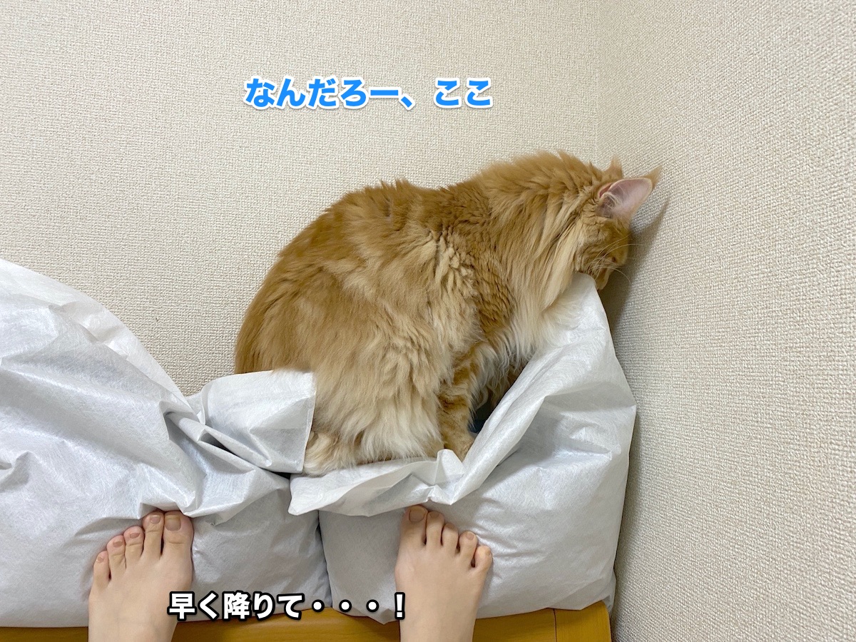 f:id:chikojirou:20200711223953j:plain f:id:chikojirou:20200711223953j:plain
