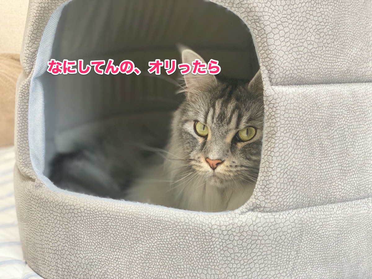 f:id:chikojirou:20200711223957j:plain f:id:chikojirou:20200711223957j:plain