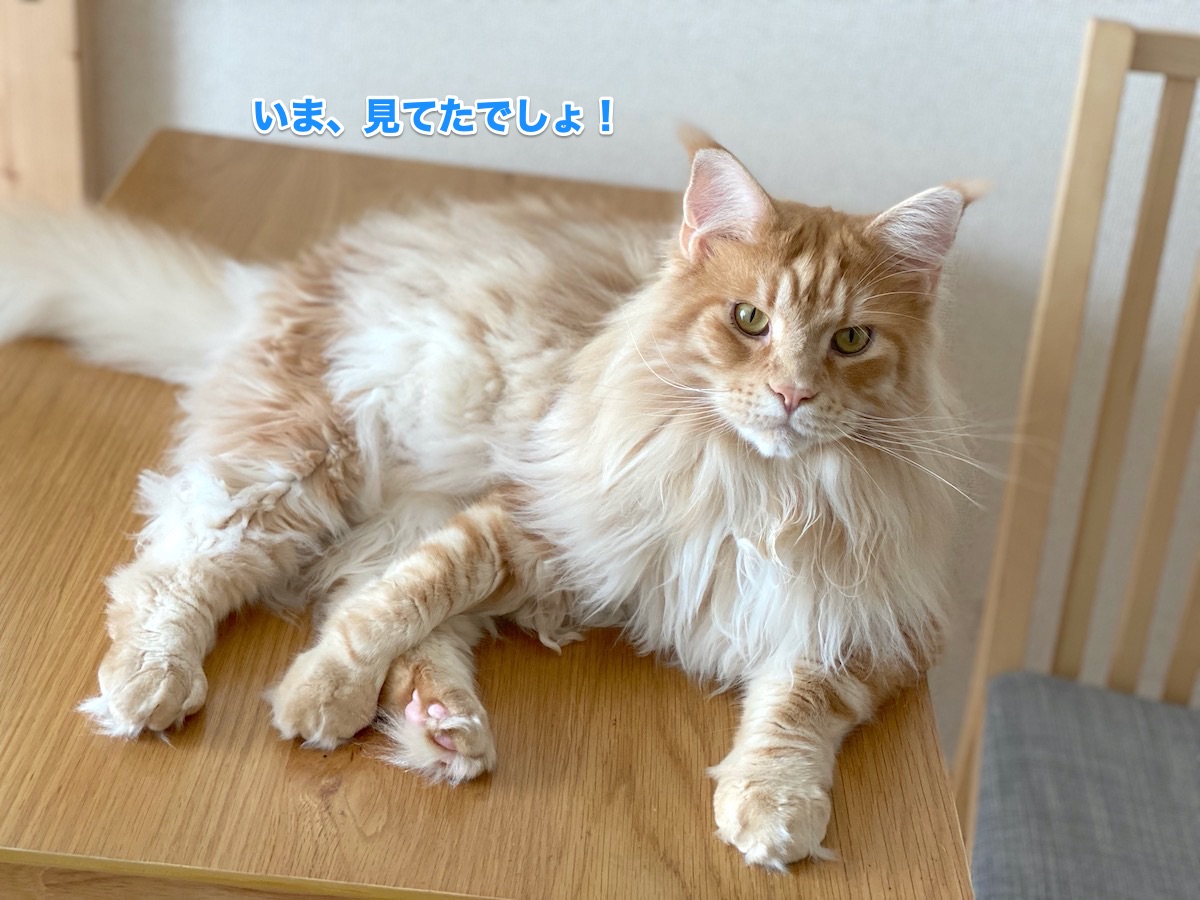f:id:chikojirou:20200712205803j:plain