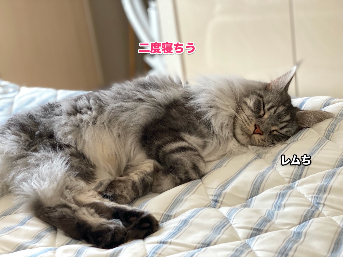 f:id:chikojirou:20200712205810j:plain