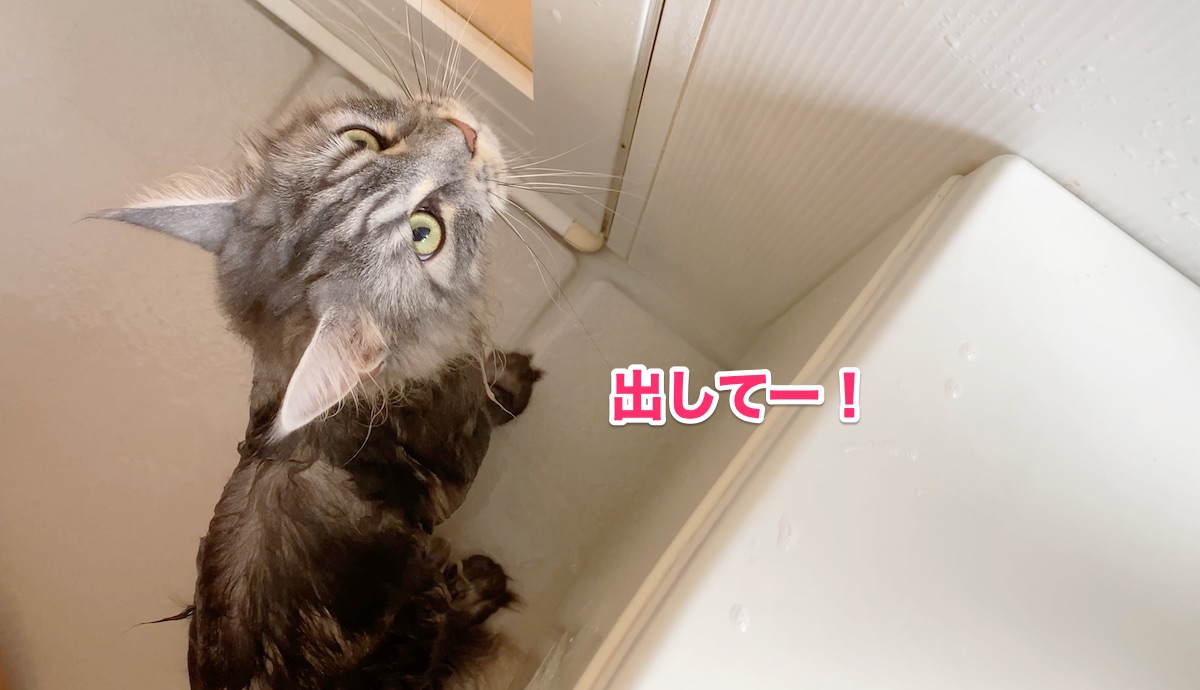 f:id:chikojirou:20200712205816j:plain