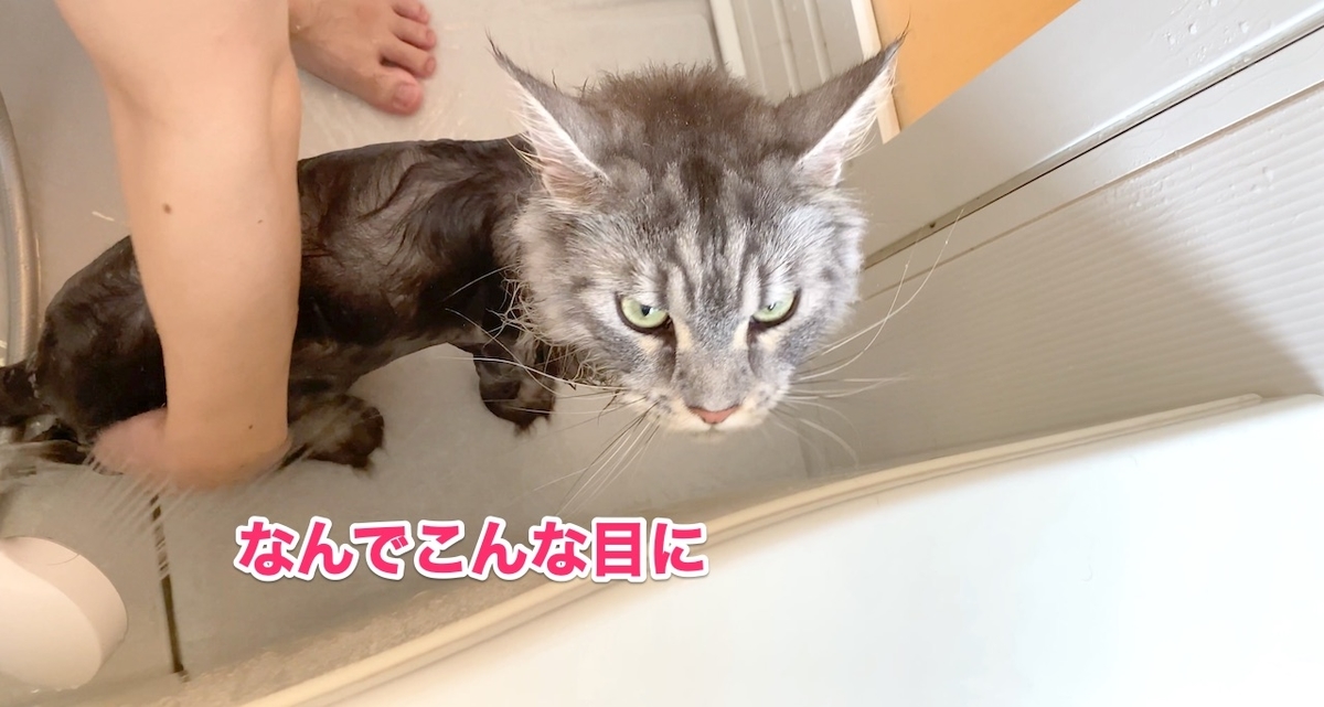 f:id:chikojirou:20200712205820j:plain