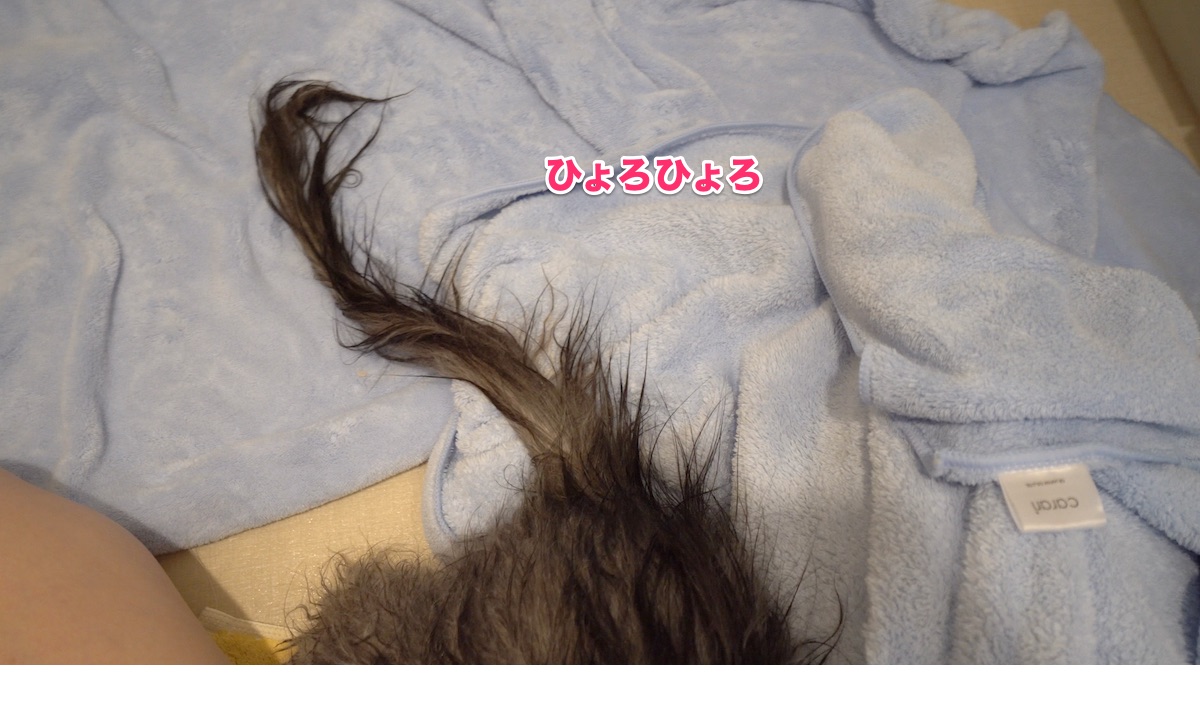 f:id:chikojirou:20200712205826j:plain