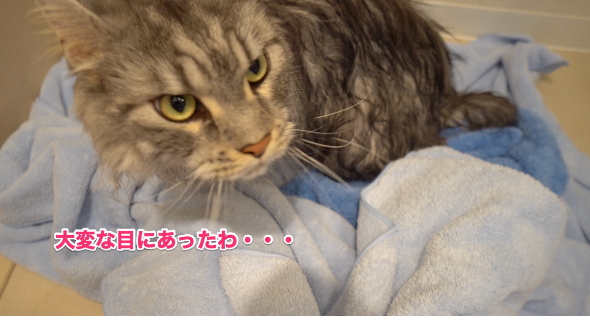 f:id:chikojirou:20200712205831j:plain