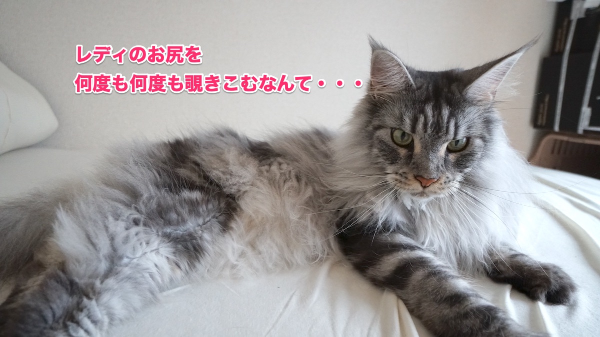 f:id:chikojirou:20200714165845j:plain