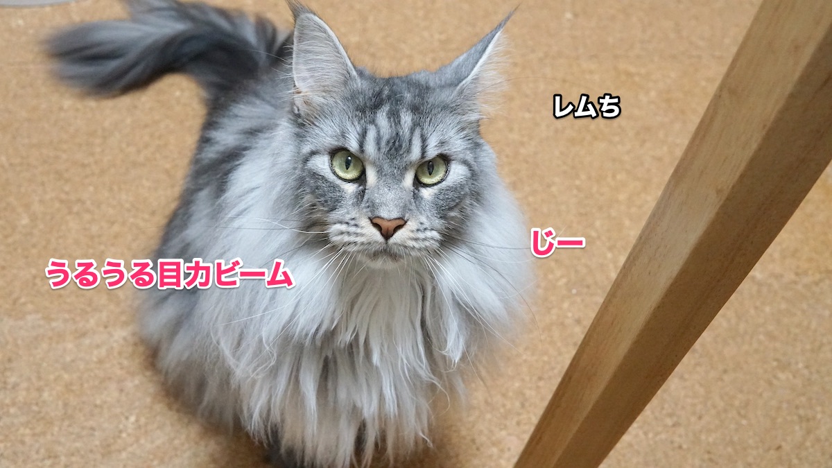 f:id:chikojirou:20200716204846j:plain