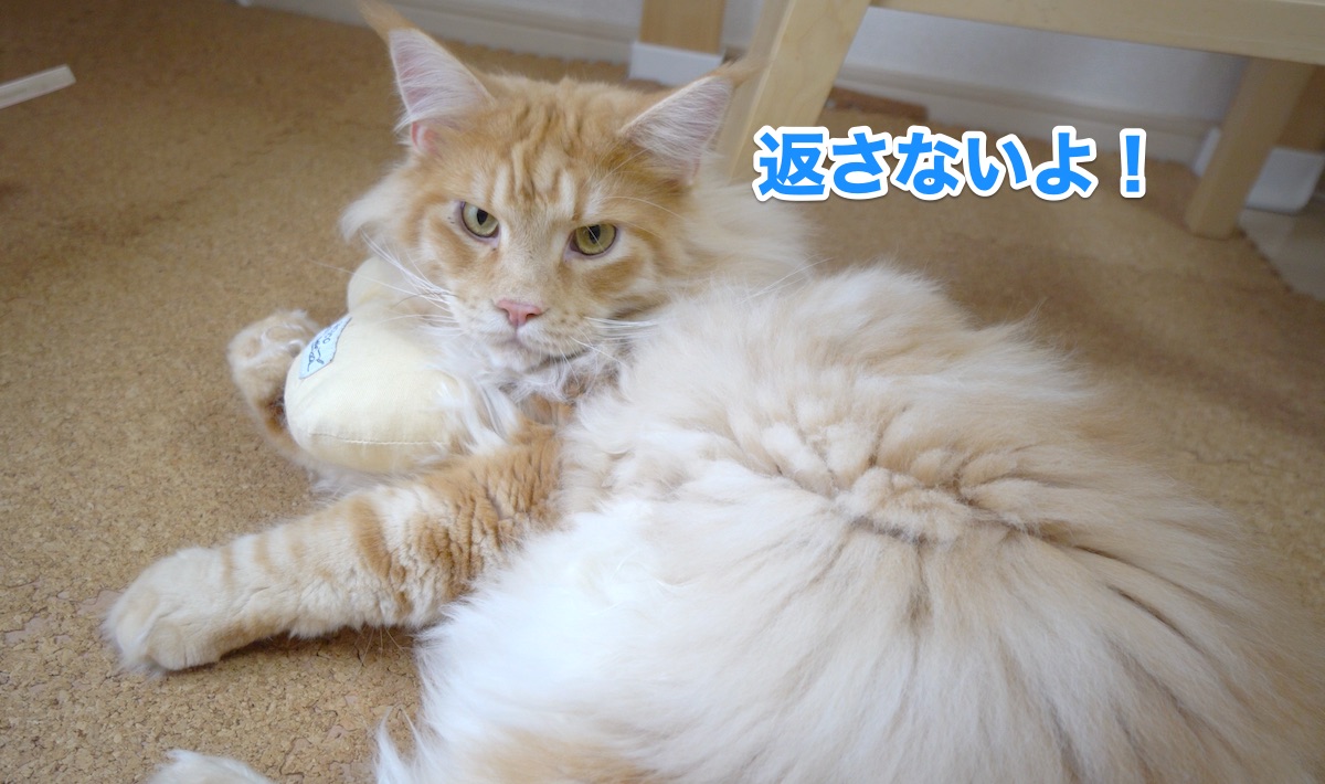 f:id:chikojirou:20200716204855j:plain