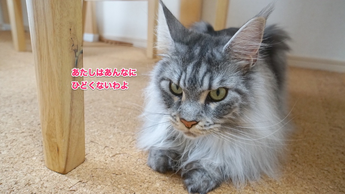 f:id:chikojirou:20200716204910j:plain