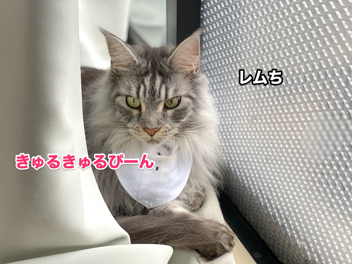 f:id:chikojirou:20200719194541j:plain