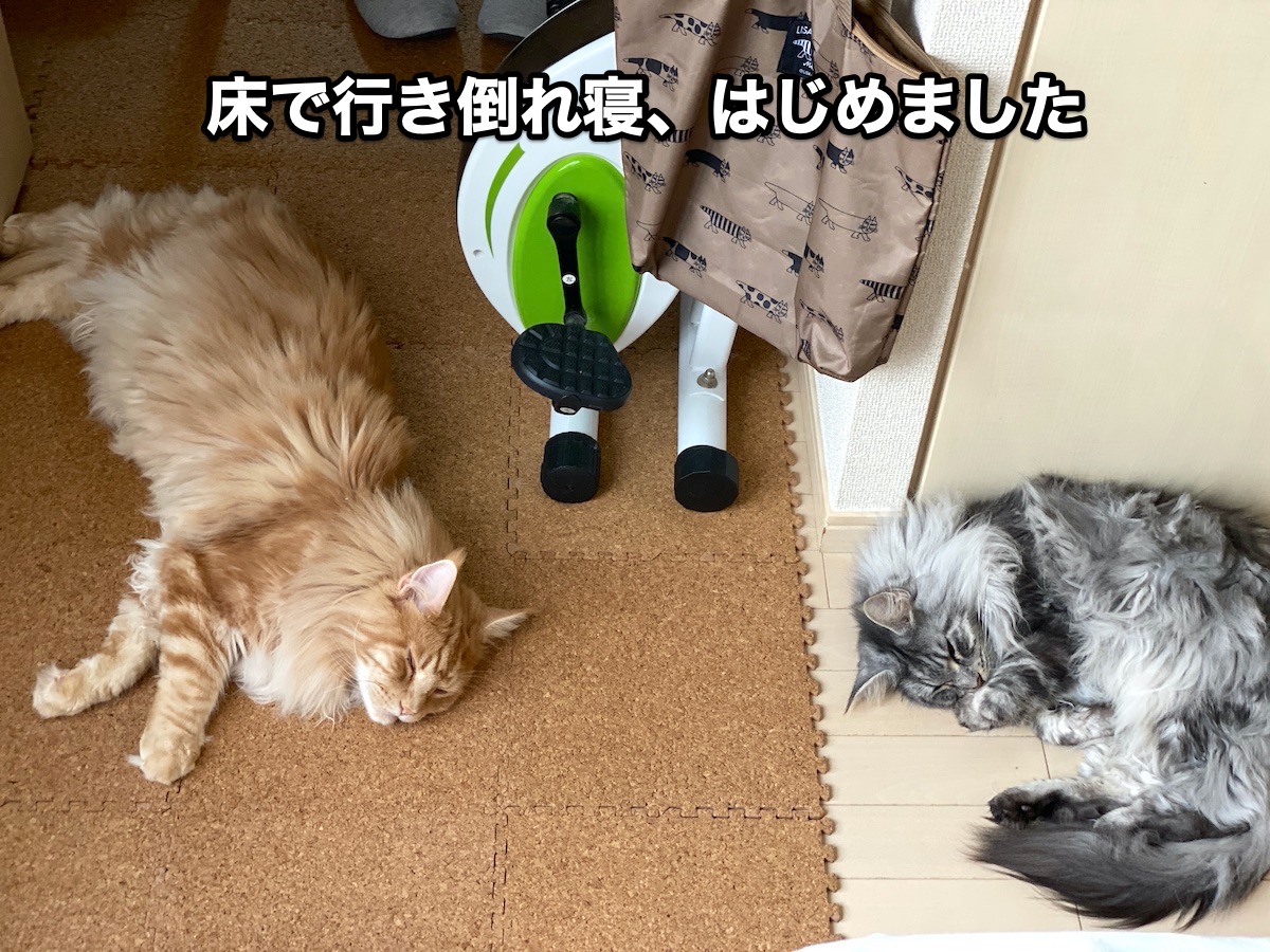 f:id:chikojirou:20200719194555j:plain