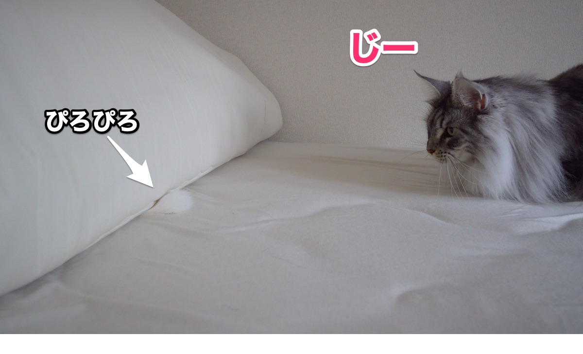 f:id:chikojirou:20200719194635j:plain
