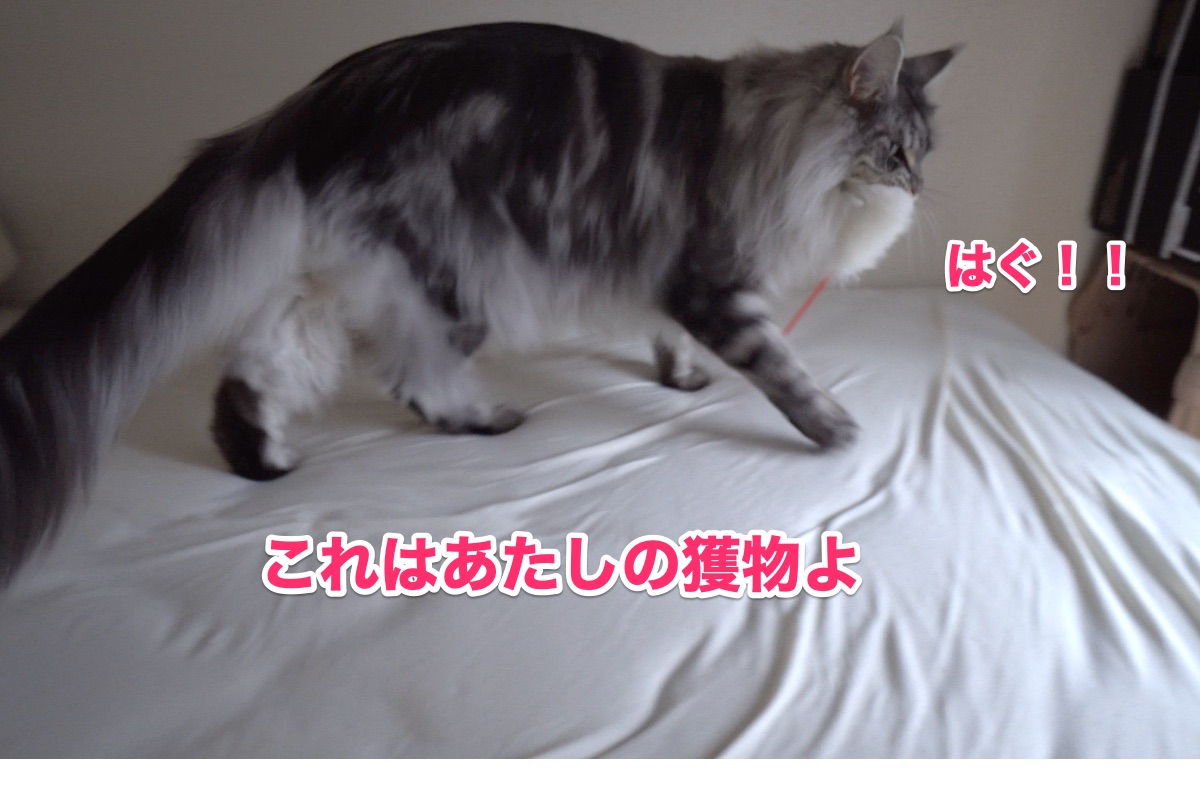 f:id:chikojirou:20200719194638j:plain