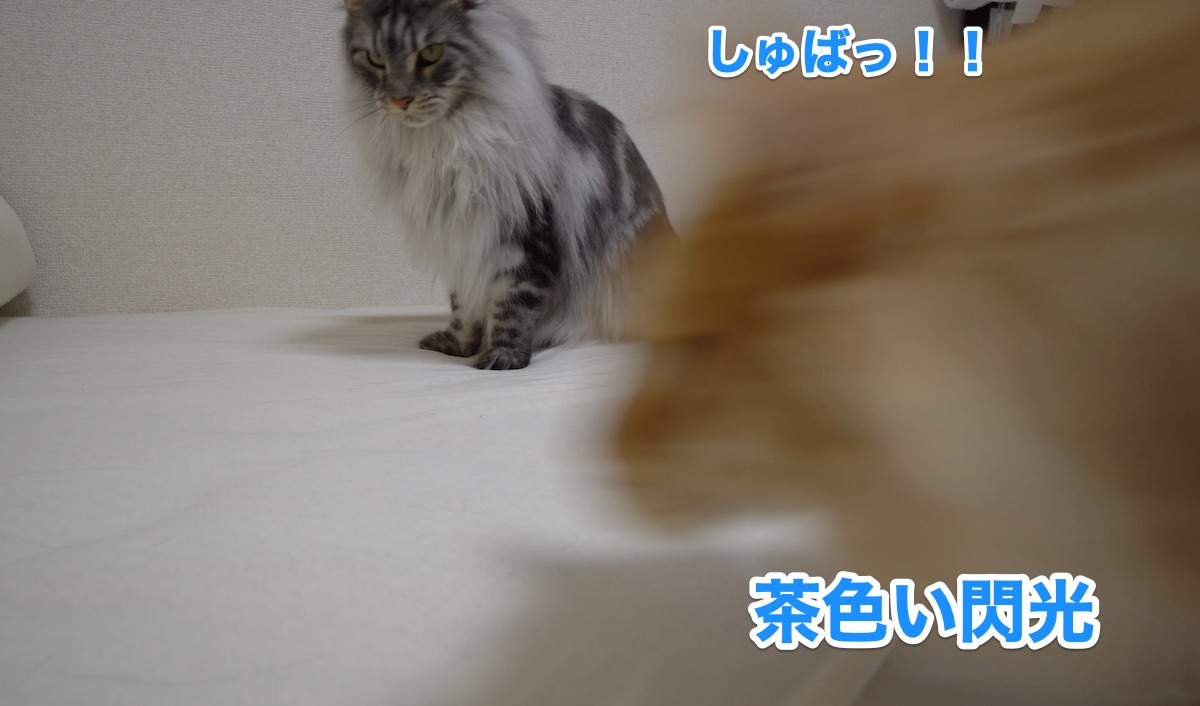 f:id:chikojirou:20200719194646j:plain