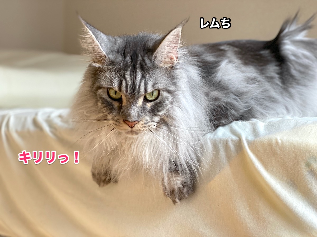 エプロンつけてお食事しましょ メインクーンのオリーとレムち