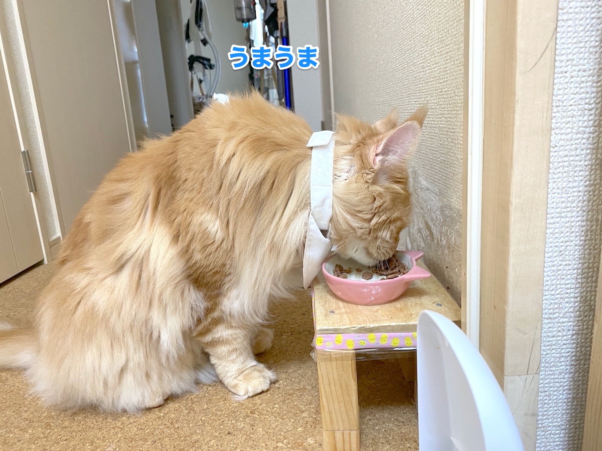 f:id:chikojirou:20200720205933j:plain