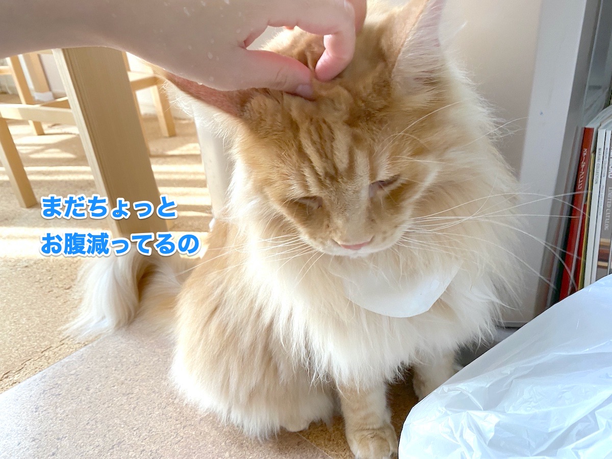f:id:chikojirou:20200720205938j:plain