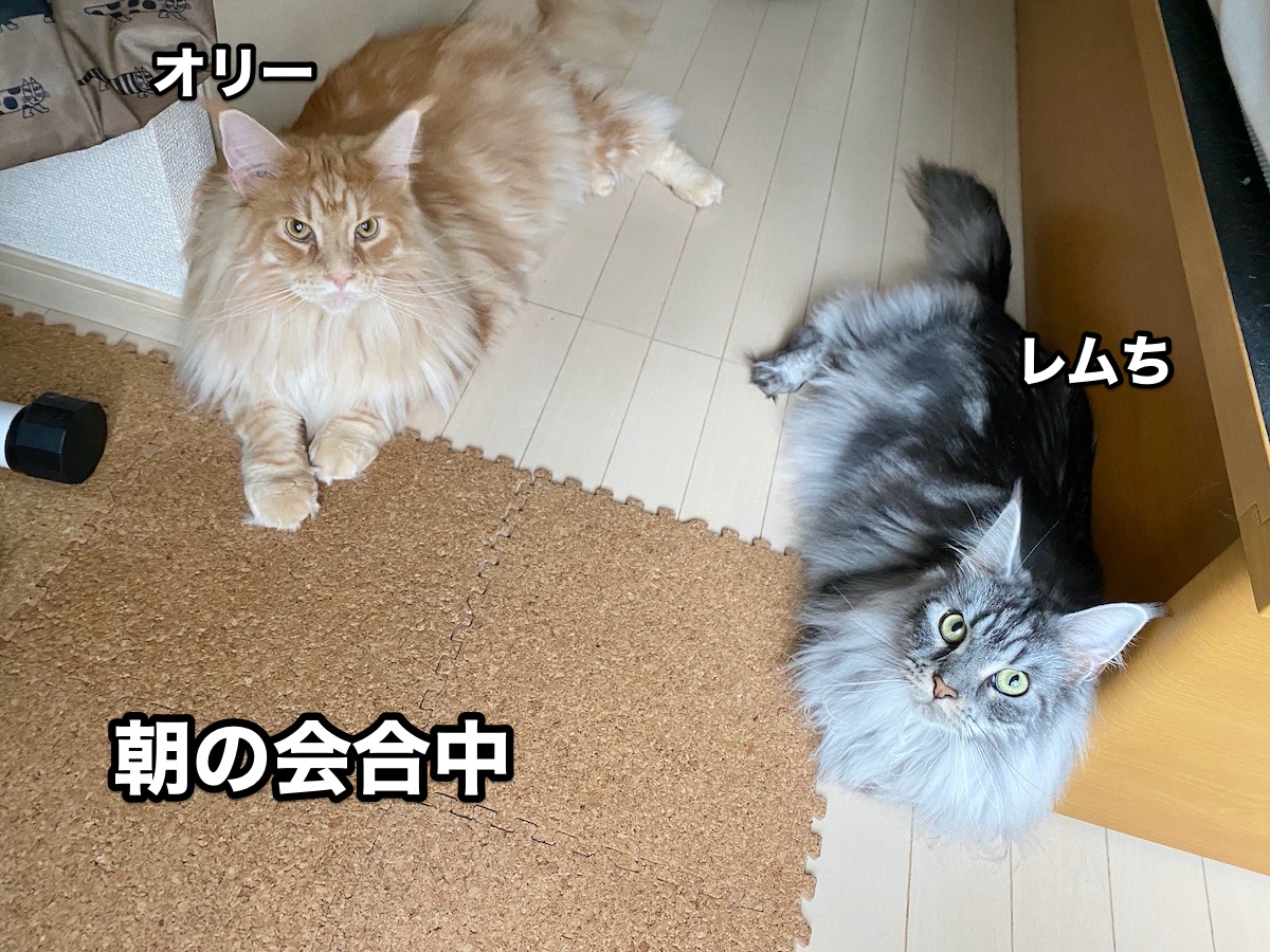f:id:chikojirou:20200721211330j:plain
