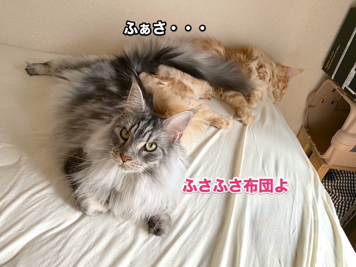 f:id:chikojirou:20200721211334j:plain
