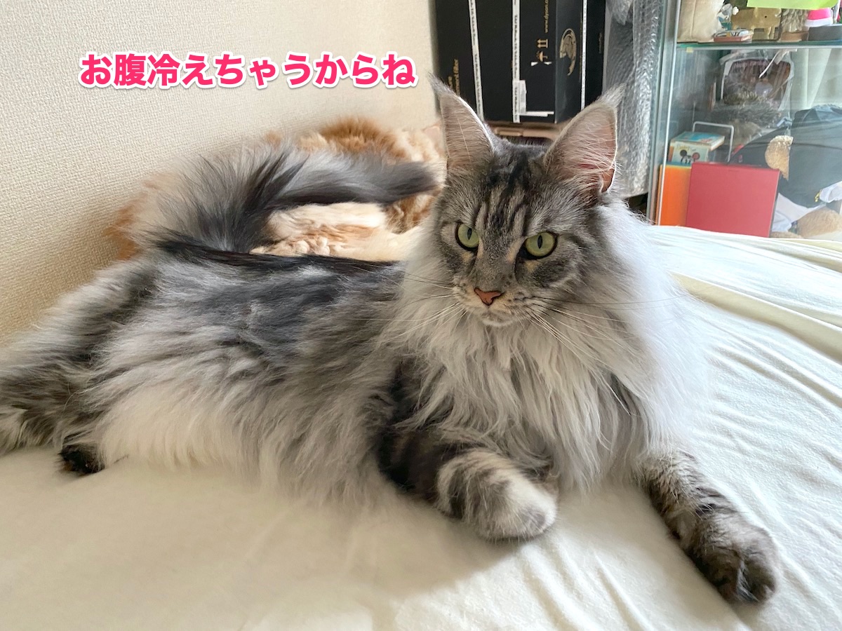 f:id:chikojirou:20200721211337j:plain