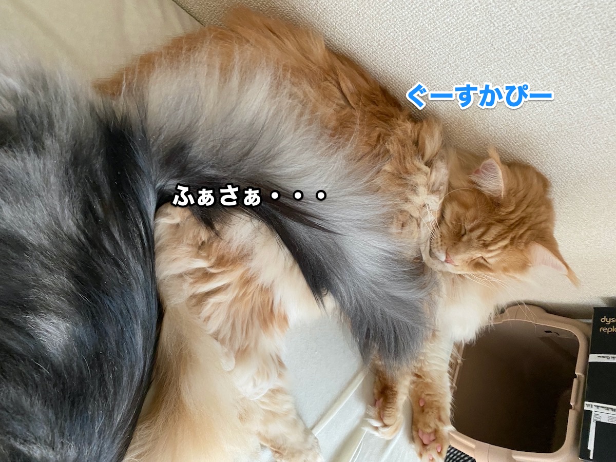 f:id:chikojirou:20200721211340j:plain