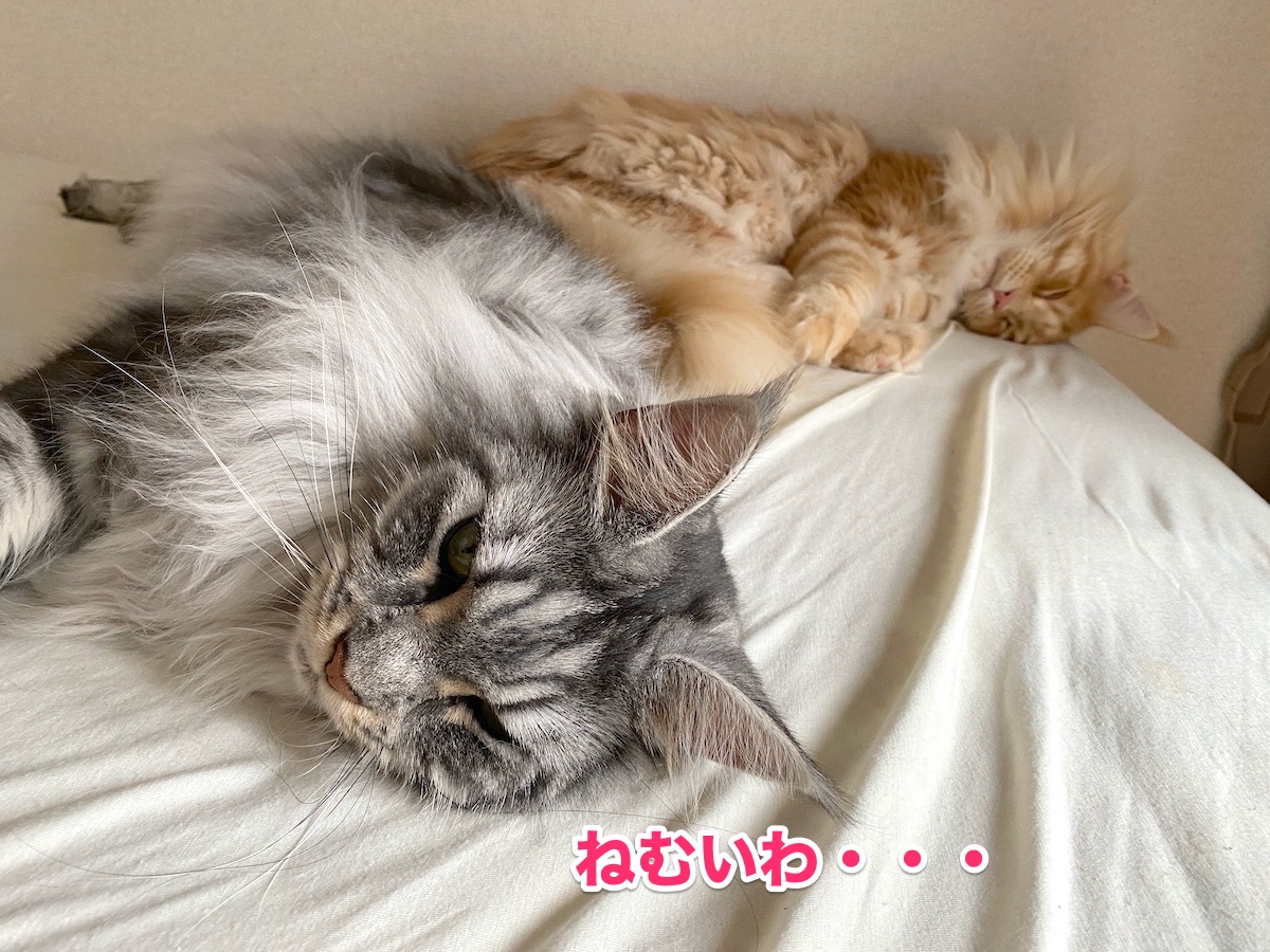 f:id:chikojirou:20200721211345j:plain