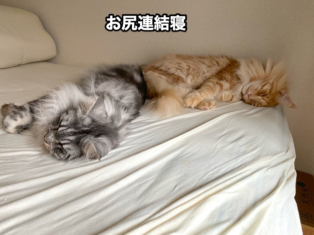 f:id:chikojirou:20200721211348j:plain