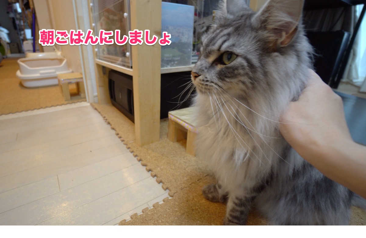 f:id:chikojirou:20200721211352j:plain
