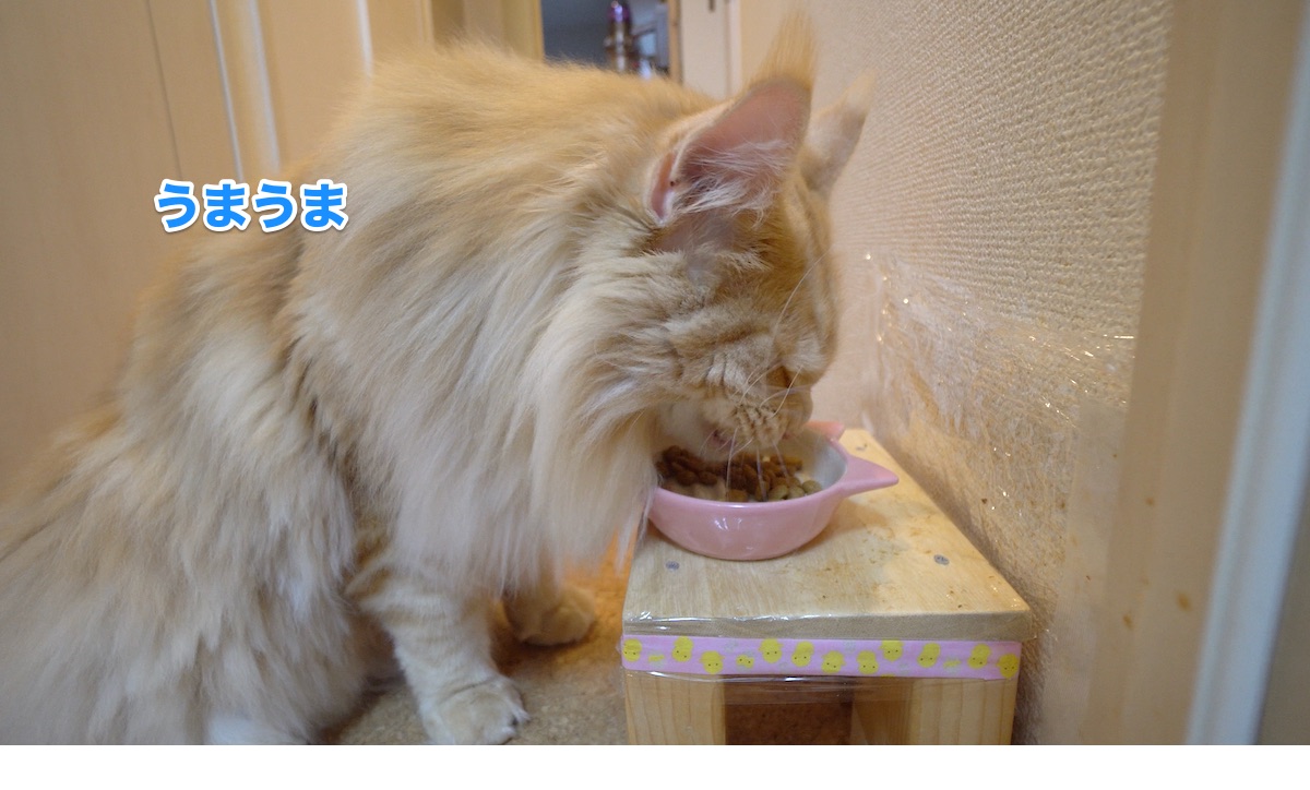 f:id:chikojirou:20200721211358j:plain