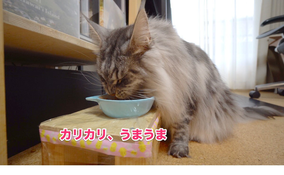 f:id:chikojirou:20200721211403j:plain