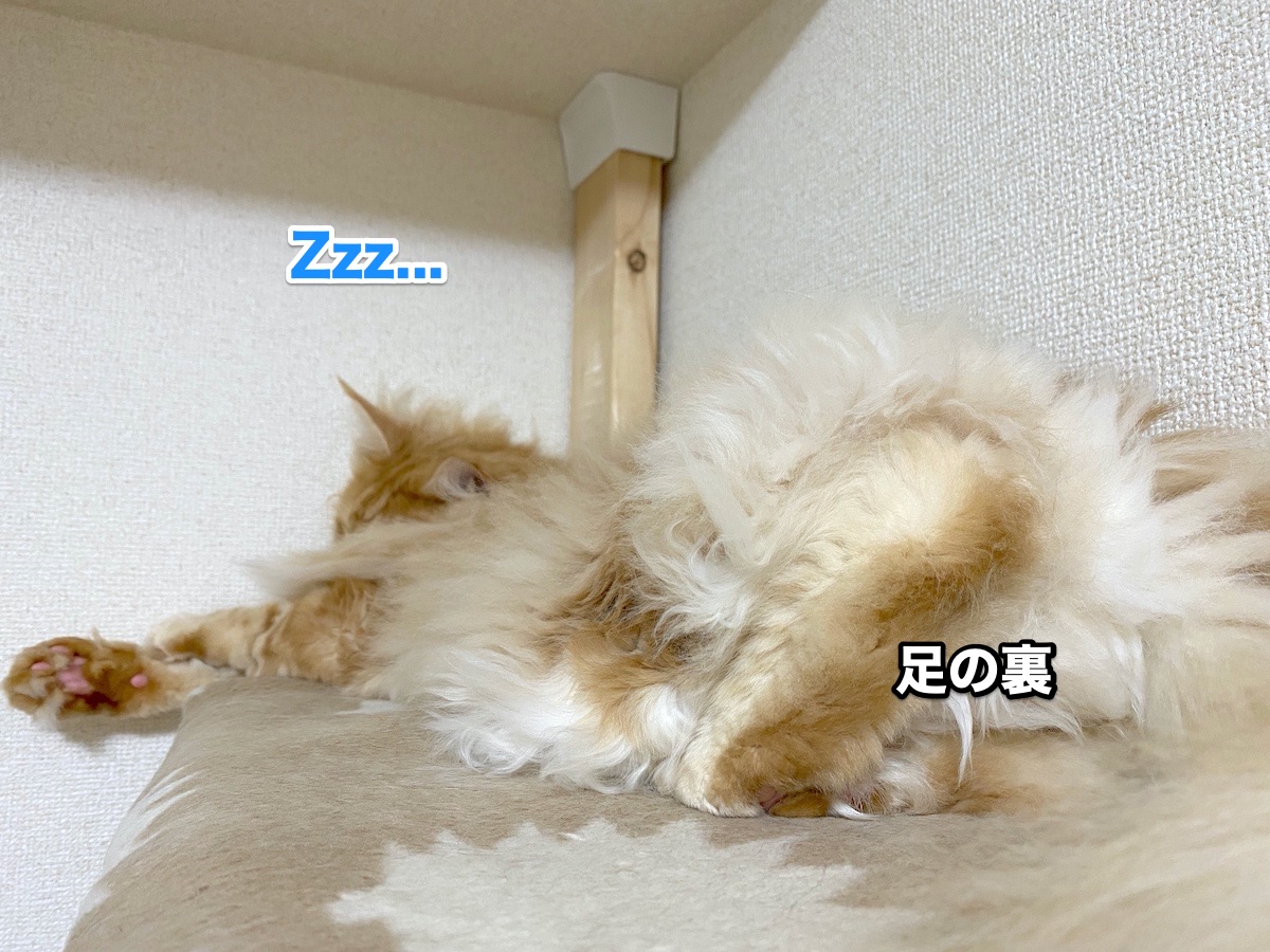 f:id:chikojirou:20200724193911j:plain