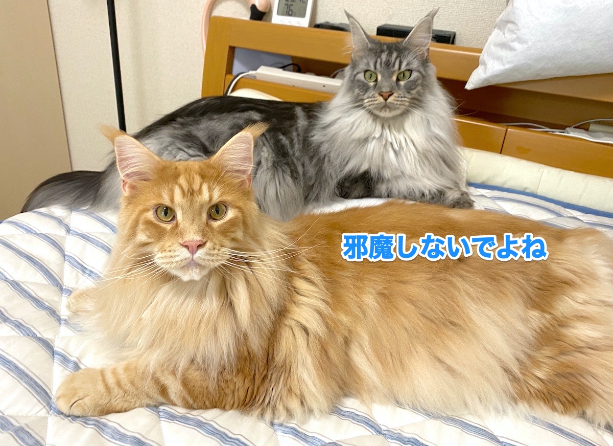 f:id:chikojirou:20200725211353j:plain