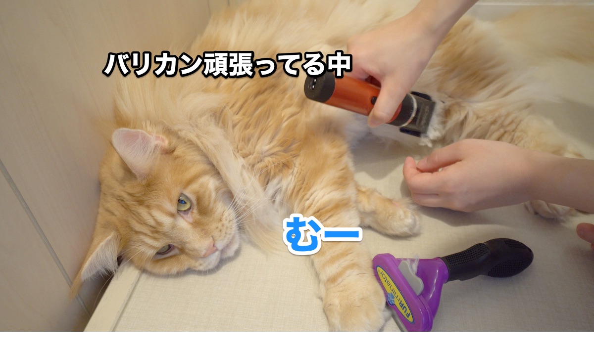 f:id:chikojirou:20200725211357j:plain