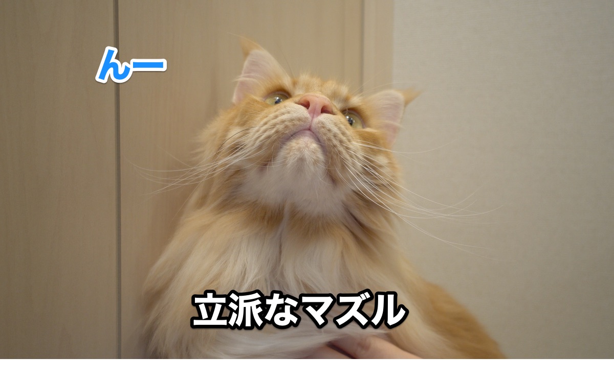 f:id:chikojirou:20200725211404j:plain