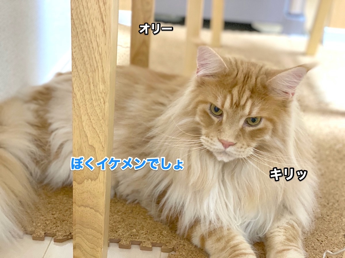 f:id:chikojirou:20200726164956j:plain